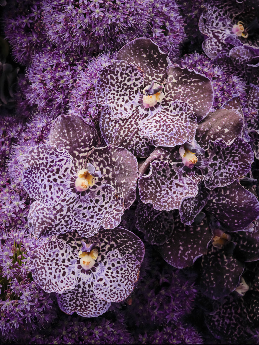 Glossy Purple Night Image - Horizn Studios